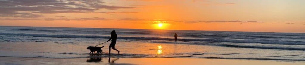 The best house sitter takes pets for a walk often.