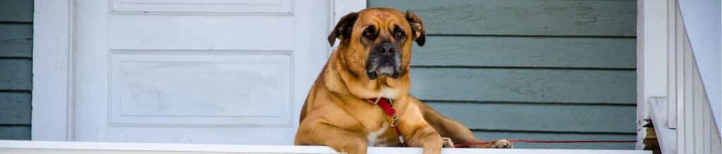 Finding the right house sitter for this large dog can be a challenge.