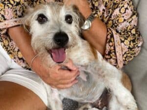 Its best to introduce your house sitter to your pets prior to you leaving.