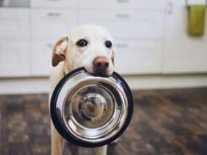 This dog bringing his bowl to the house sitter is a pet sitting red flag to the homeowner.