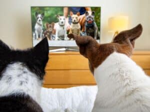 The right house sitter knows not to break the pets routine, good or bad.