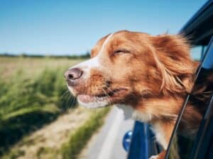This dog is so happy the right house sitter has been chose for him.