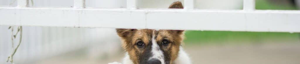 This sad pet is in a kennel and all he wants is his house sitters.