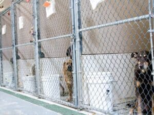 Pets love house sitters compared to being in this terrible kennel situation.