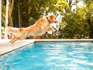 The house sitters are allowing this dog to jump in the pool, just like normal.