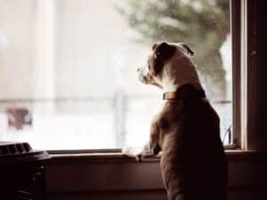 A pet waiting for the trusted house sitter to arrive.
