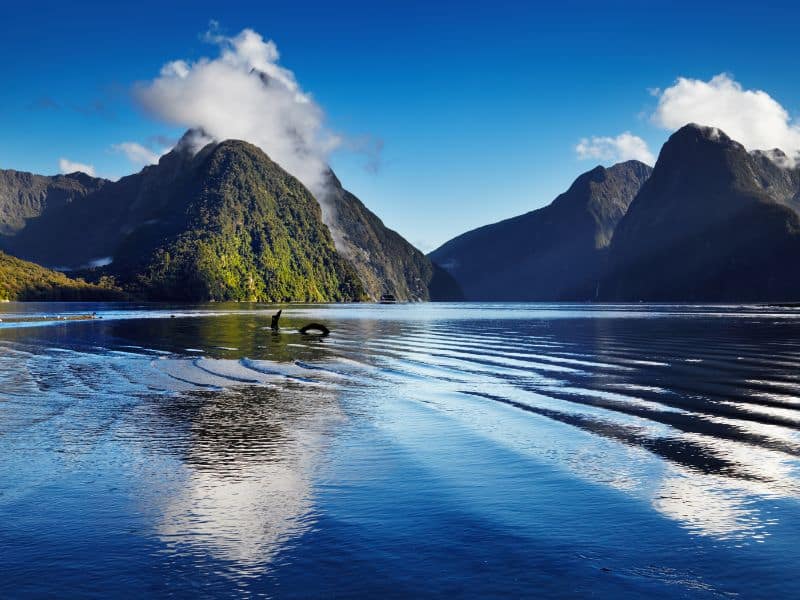 home exchange New Zealand milford sound
