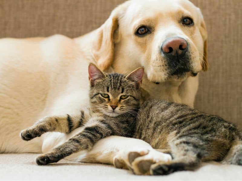 Pets in home exchanges.